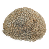 Brain coral