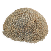 Brain coral