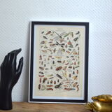 Entomological framework insects 1923