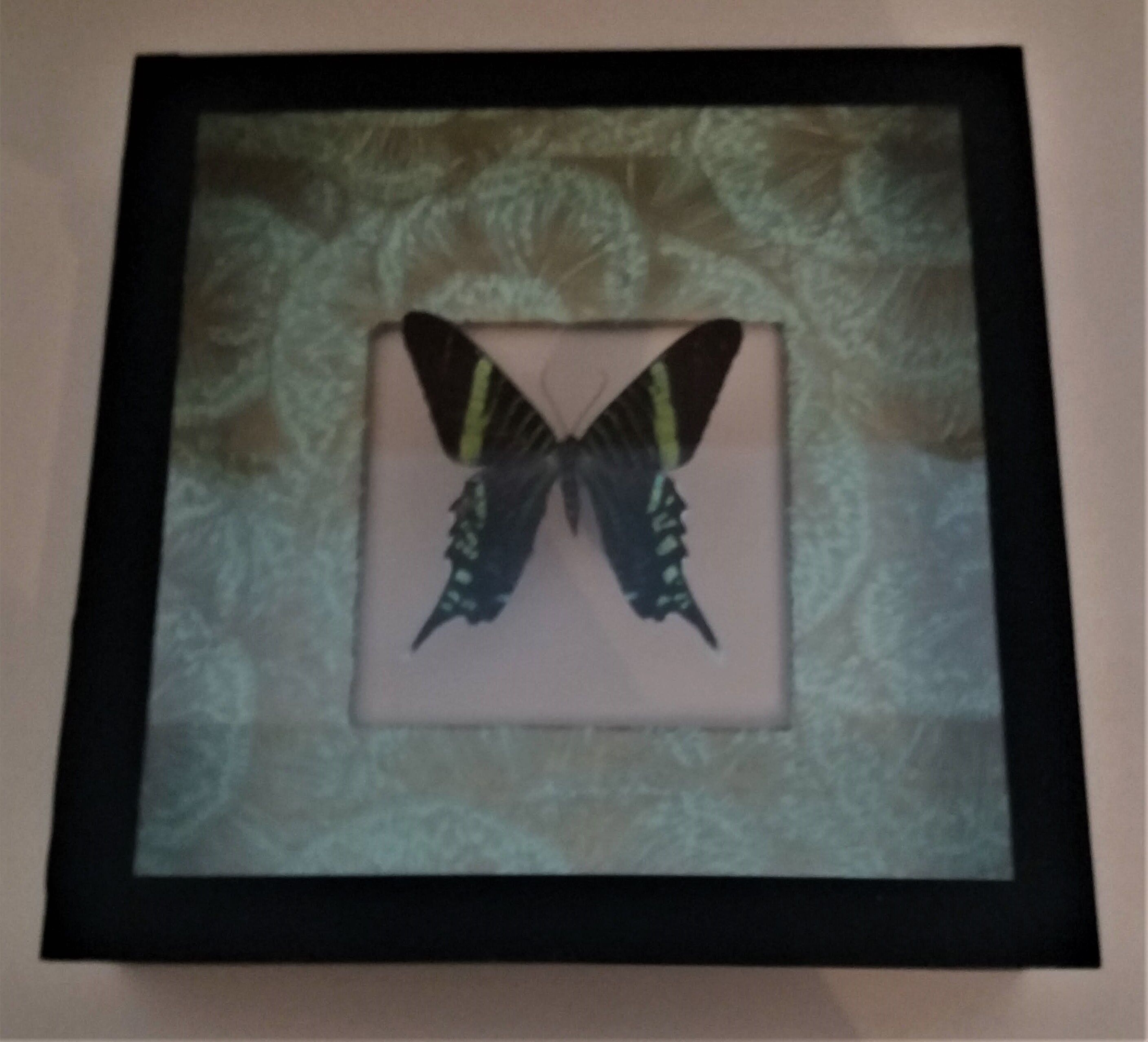 Entomology frame with butterfly urania leilus