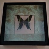 Entomology frame with butterfly urania leilus