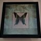Entomology frame with butterfly urania leilus