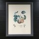 Botanical plate of peaches