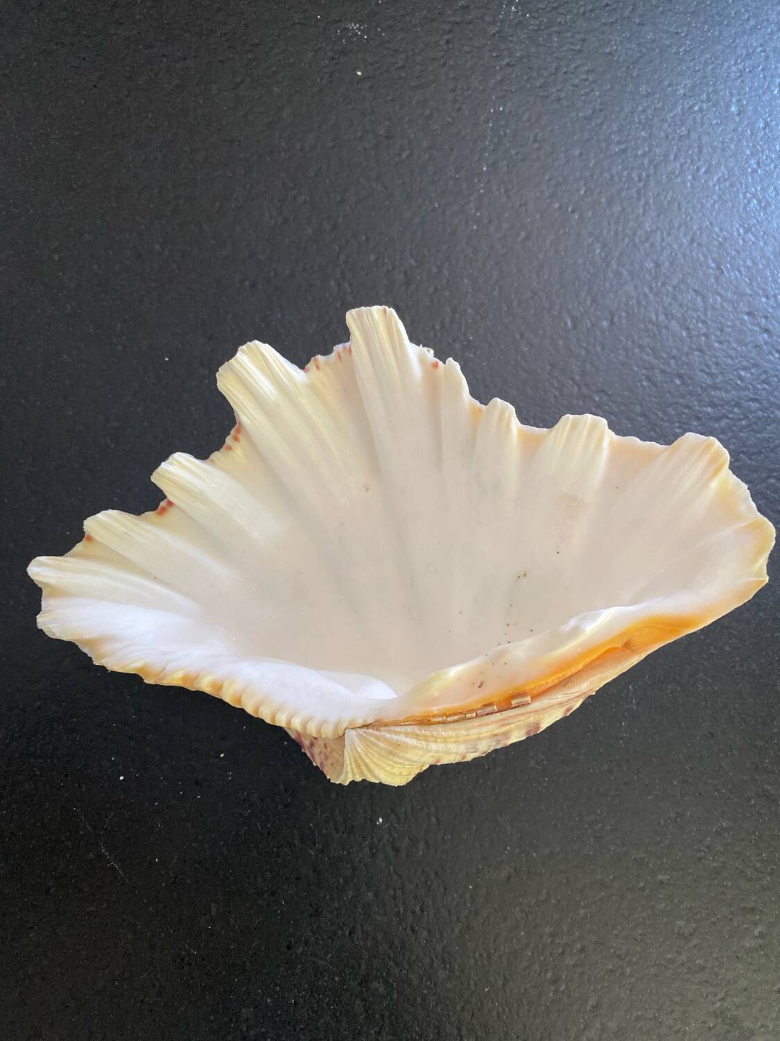 Empty shell stoup pocket