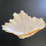 Empty shell stoup pocket