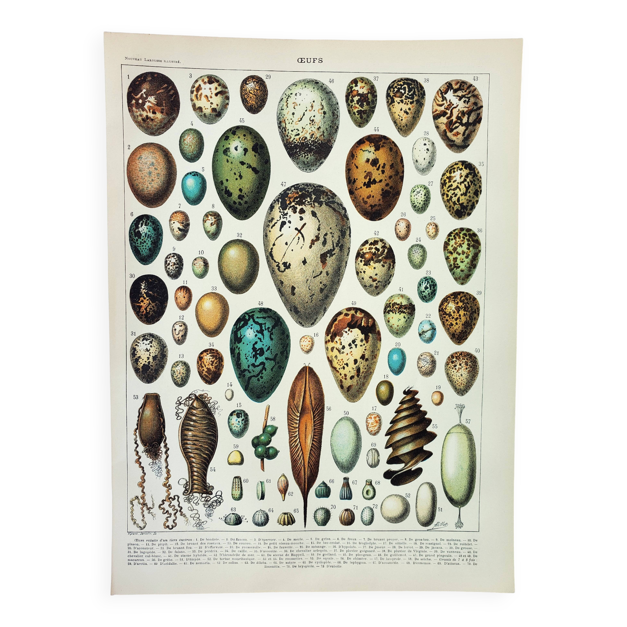 Antique engraving 1898, Eggs, birds, animals, zoology • Lithograph, original illustration