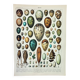 Antique engraving 1898, Eggs, birds, animals, zoology • Lithograph, original illustration