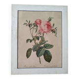 Lithograph Redouté rosa centifolia foliacea