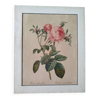 Lithograph Redouté rosa centifolia foliacea