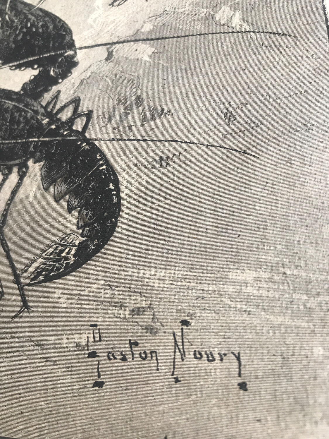 Original vintage engraving lobster and lobster