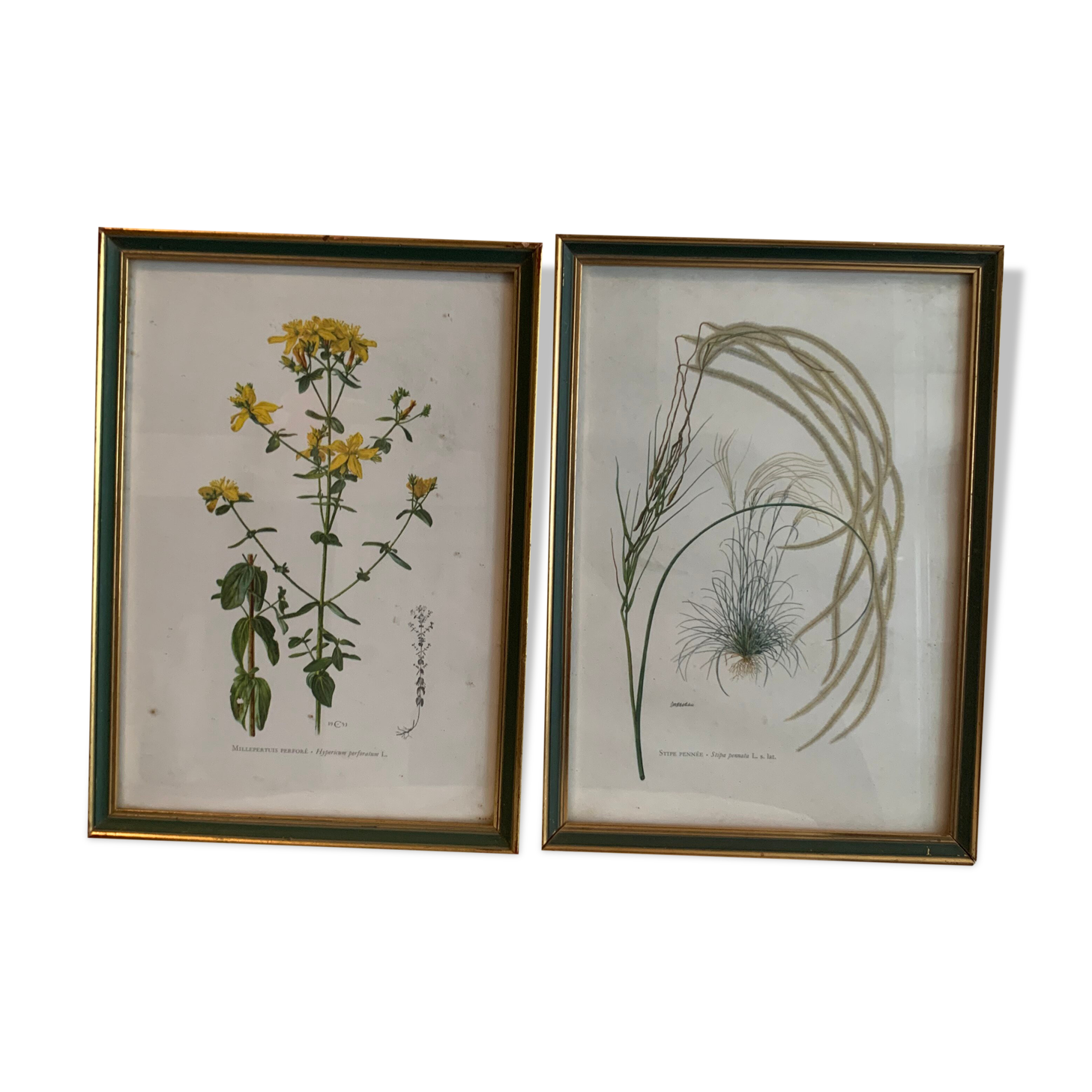 Lot of plant engravings