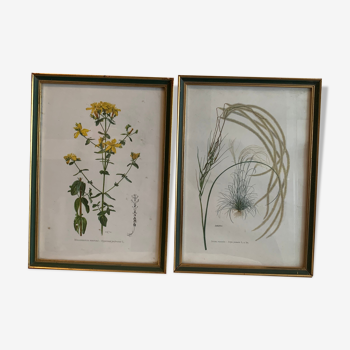 Lot of plant engravings