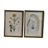 Lot of plant engravings