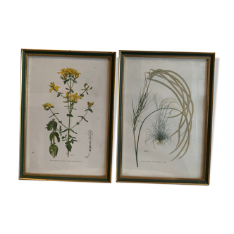 Lot of plant engravings