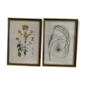 Lot of plant engravings