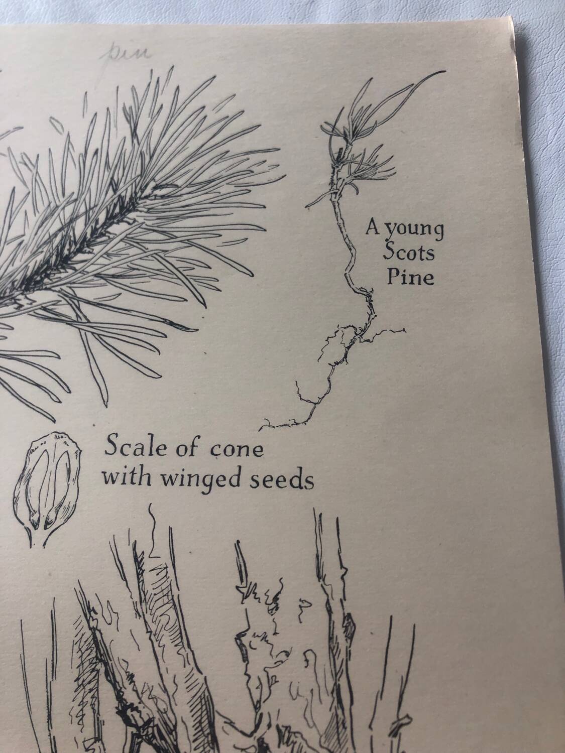 Botanical poster Pin