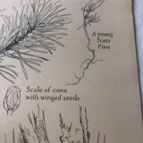 Botanical poster Pin