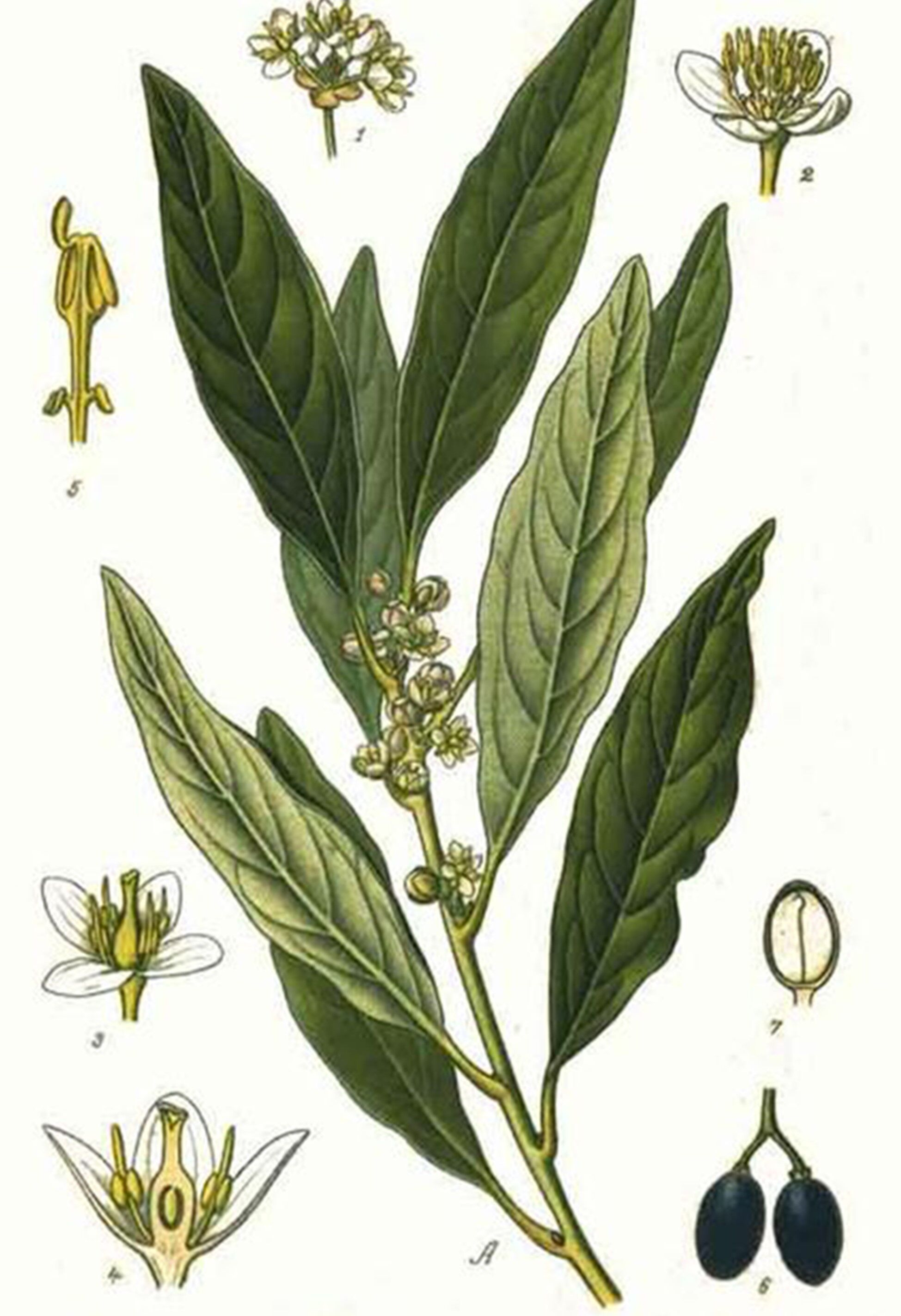 Vintage Apollo Laurier botanical poster