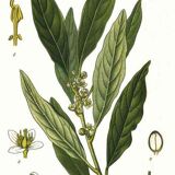 Vintage Apollo Laurier botanical poster