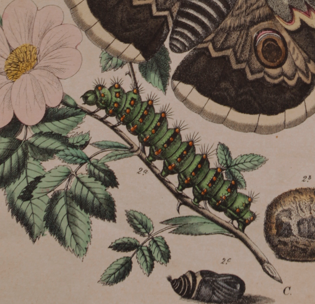 Lithography engraving vintage butterfly - Buffon 1850