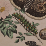 Lithography engraving vintage butterfly - Buffon 1850