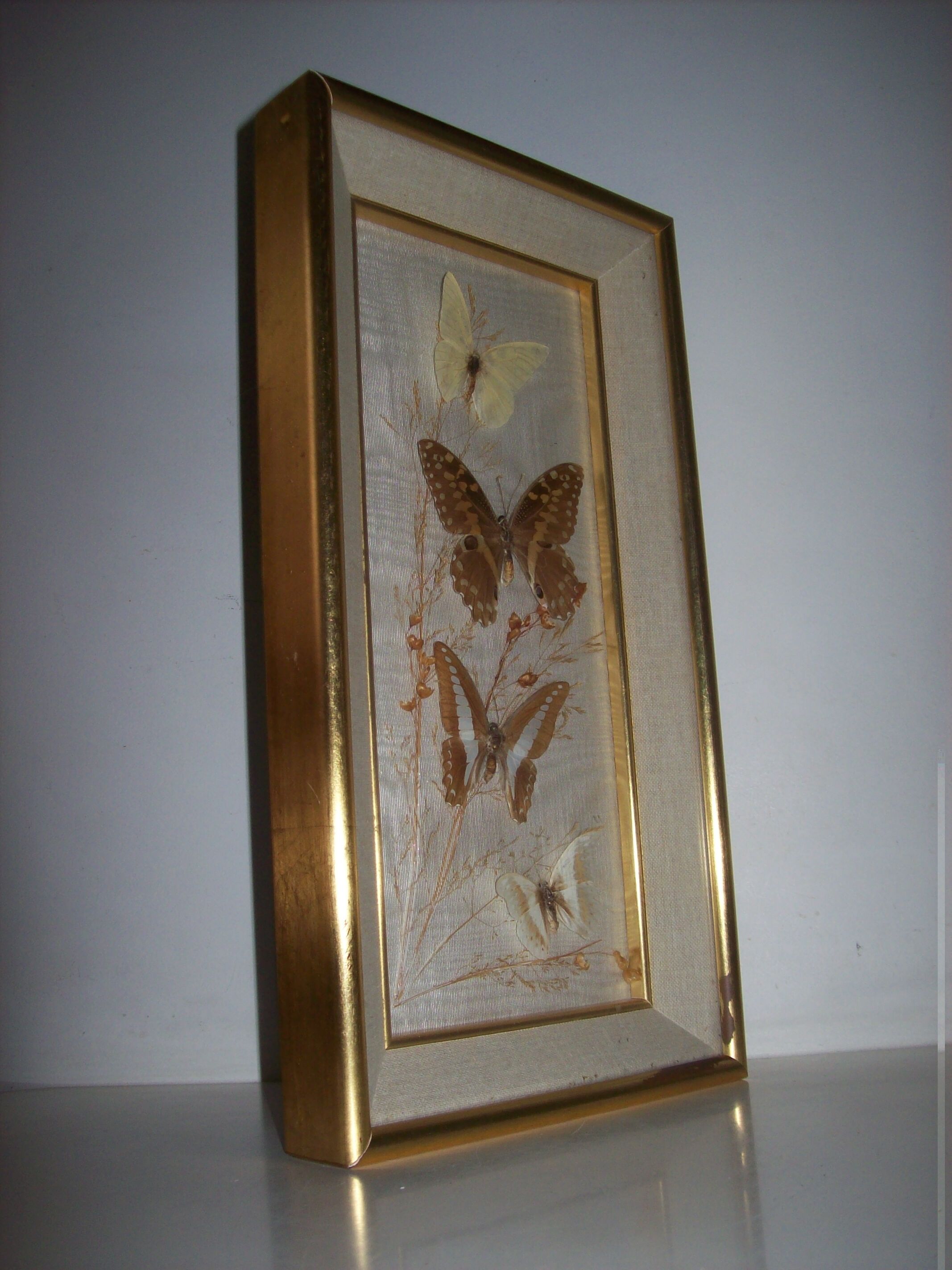 Butterfly stuffed under frame