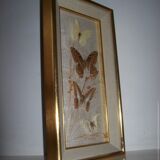 Butterfly stuffed under frame