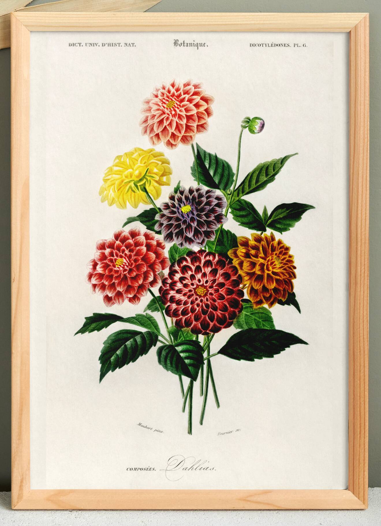 Poster about the Dahlia, based on an old engraving from 1849.