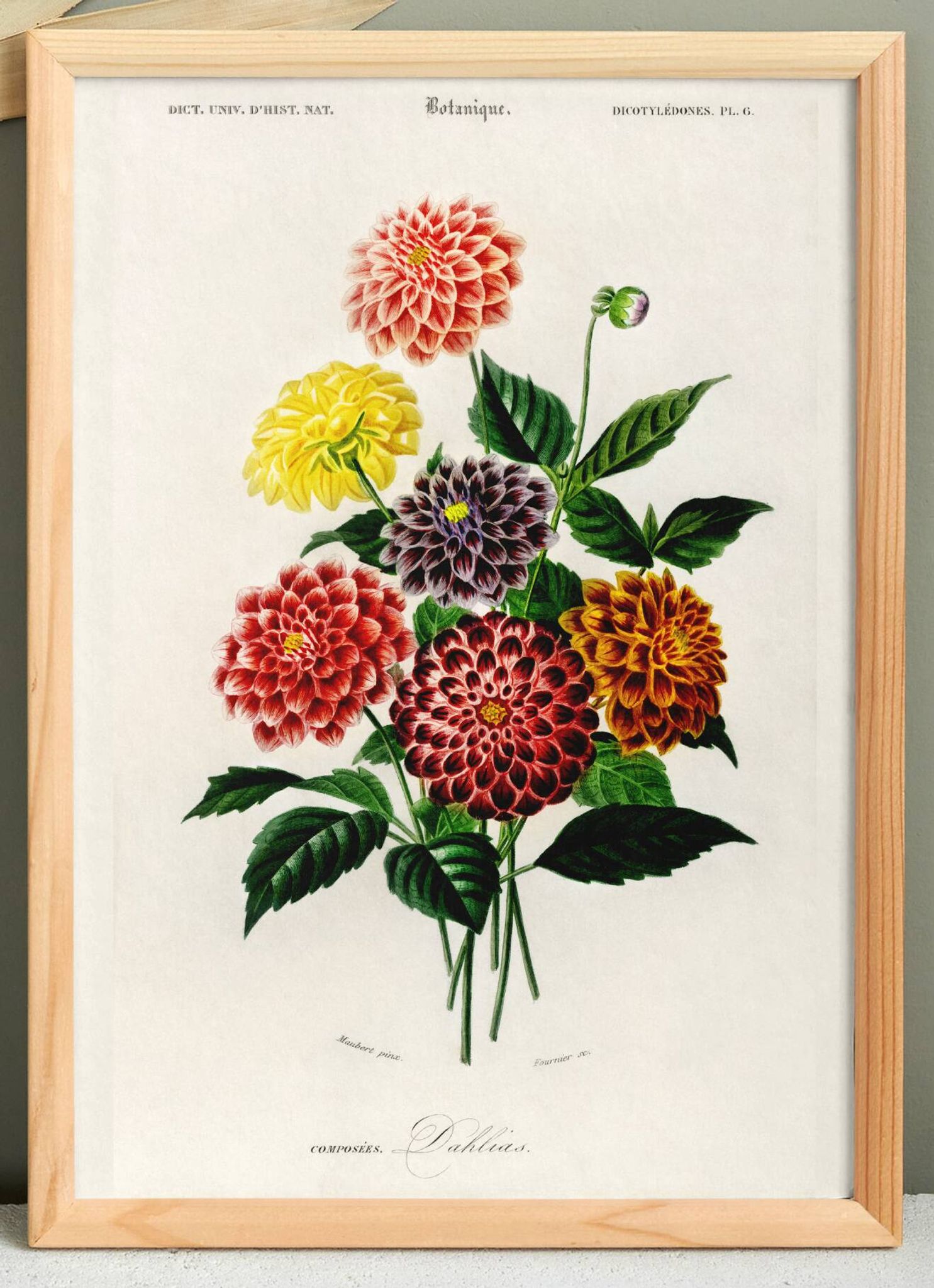 Poster about the Dahlia, based on an old engraving from 1849.