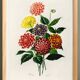 Poster about the Dahlia, based on an old engraving from 1849.
