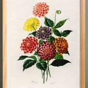 Poster about the Dahlia, based on an old engraving from 1849.