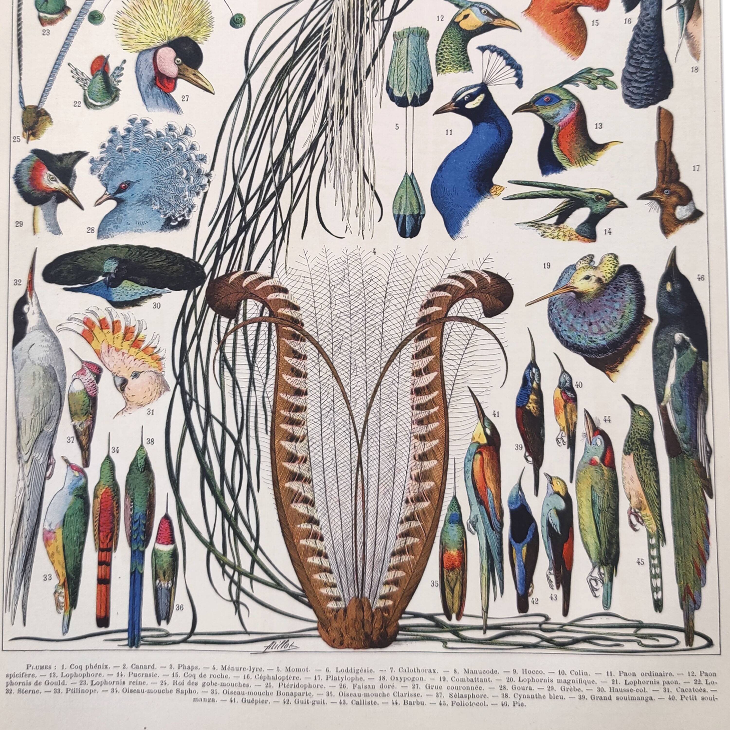 Old lithograph plate birds feathers 1900