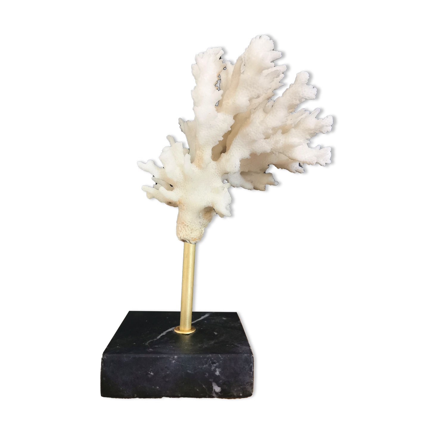 Coral branch