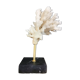 Coral branch