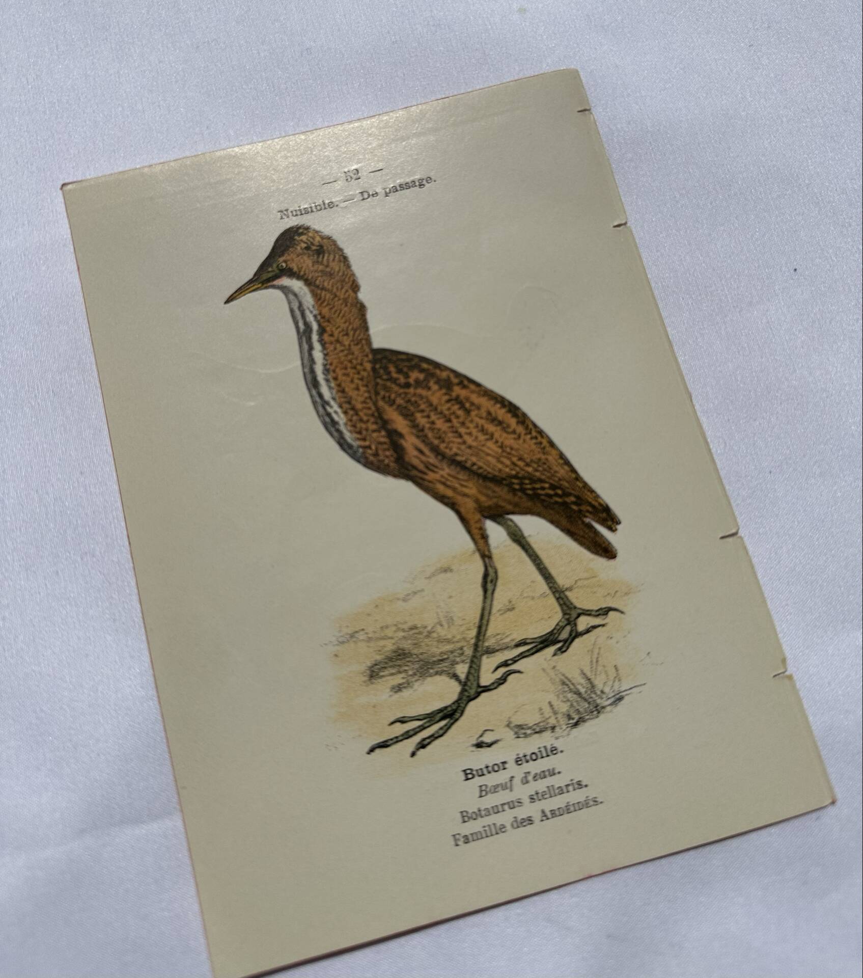 🐦 Botanical Plate Engraving of Birds Naturalist 19th Century Double-Sided A