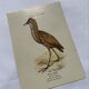 🐦 Botanical Plate Engraving of Birds Naturalist 19th Century Double-Sided A