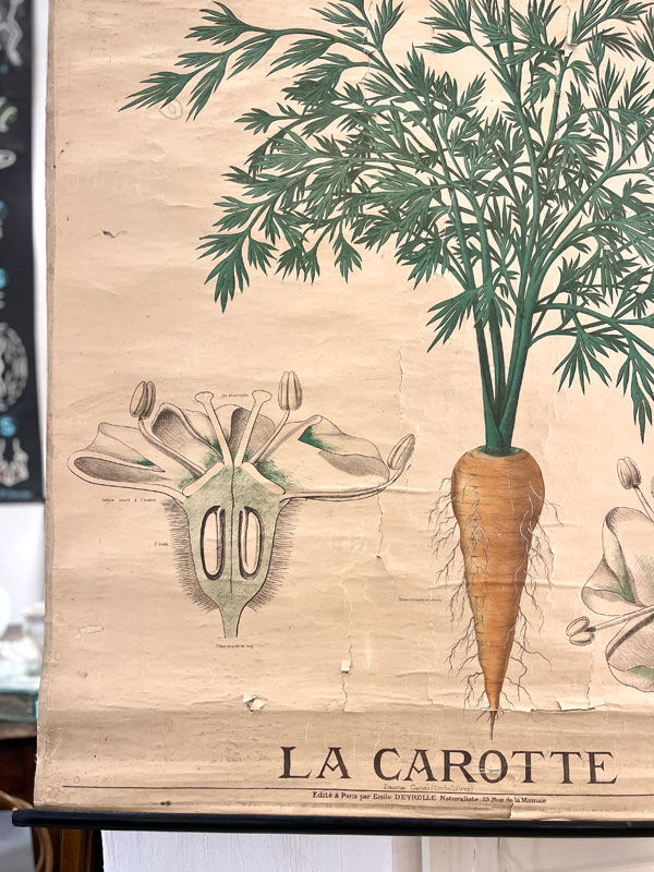 Old botanical plate of the house Deyrolle "The carrot"
