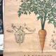 Old botanical plate of the house Deyrolle "The carrot"