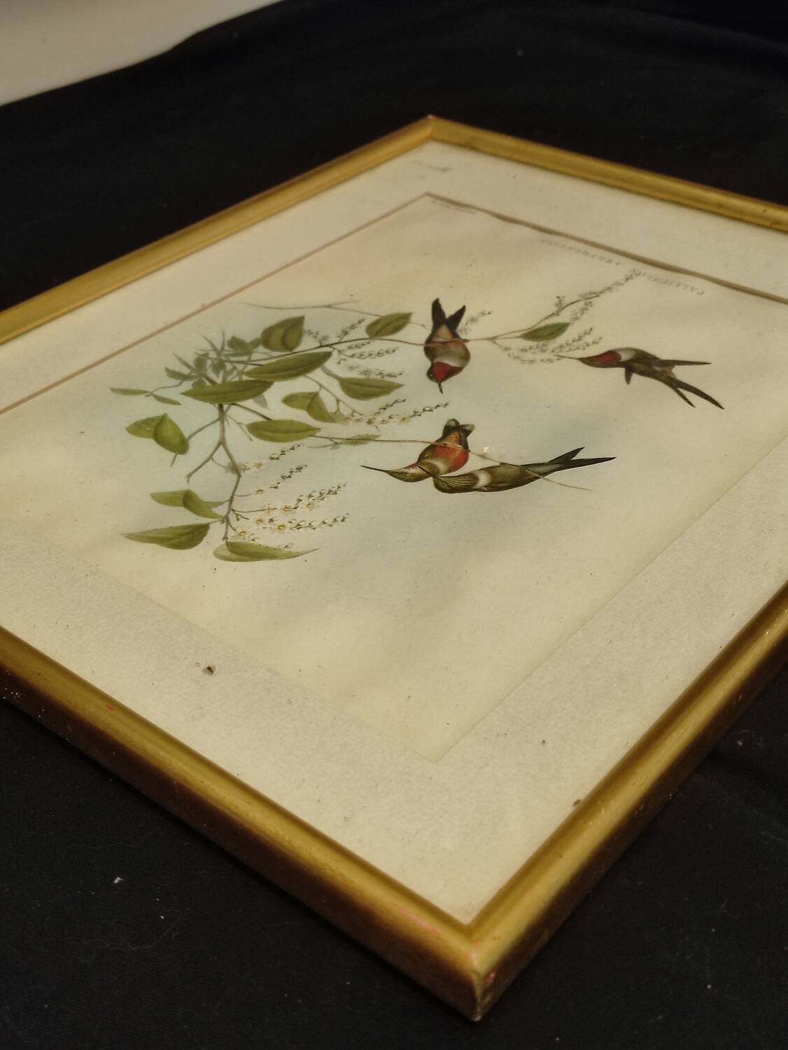 Old framed bird engraving