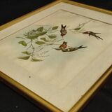 Gravure oiseau ancienne encadrée