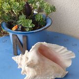 Shellfish