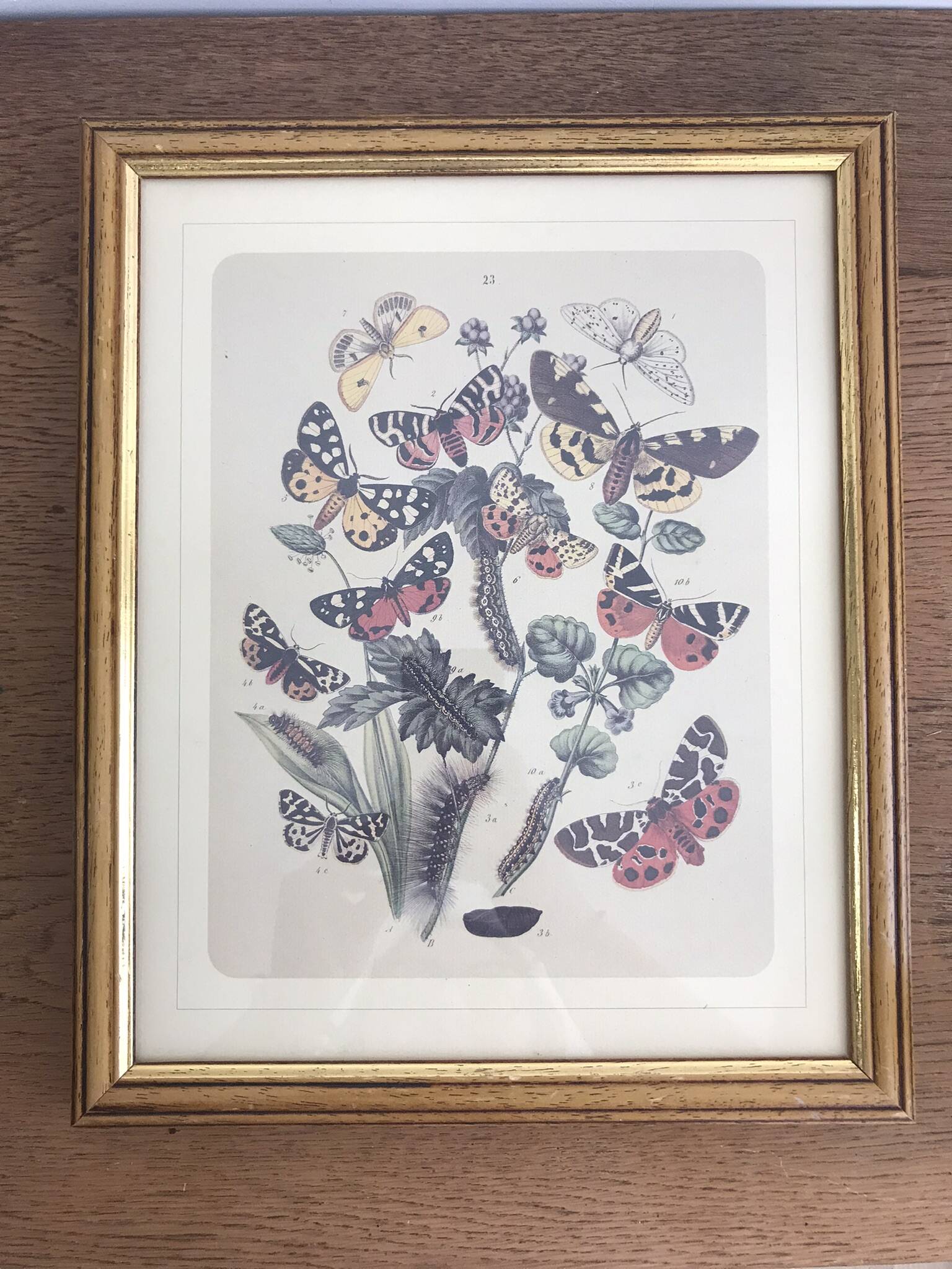 Very beautiful botanical lithograph with vintage butterfly 2