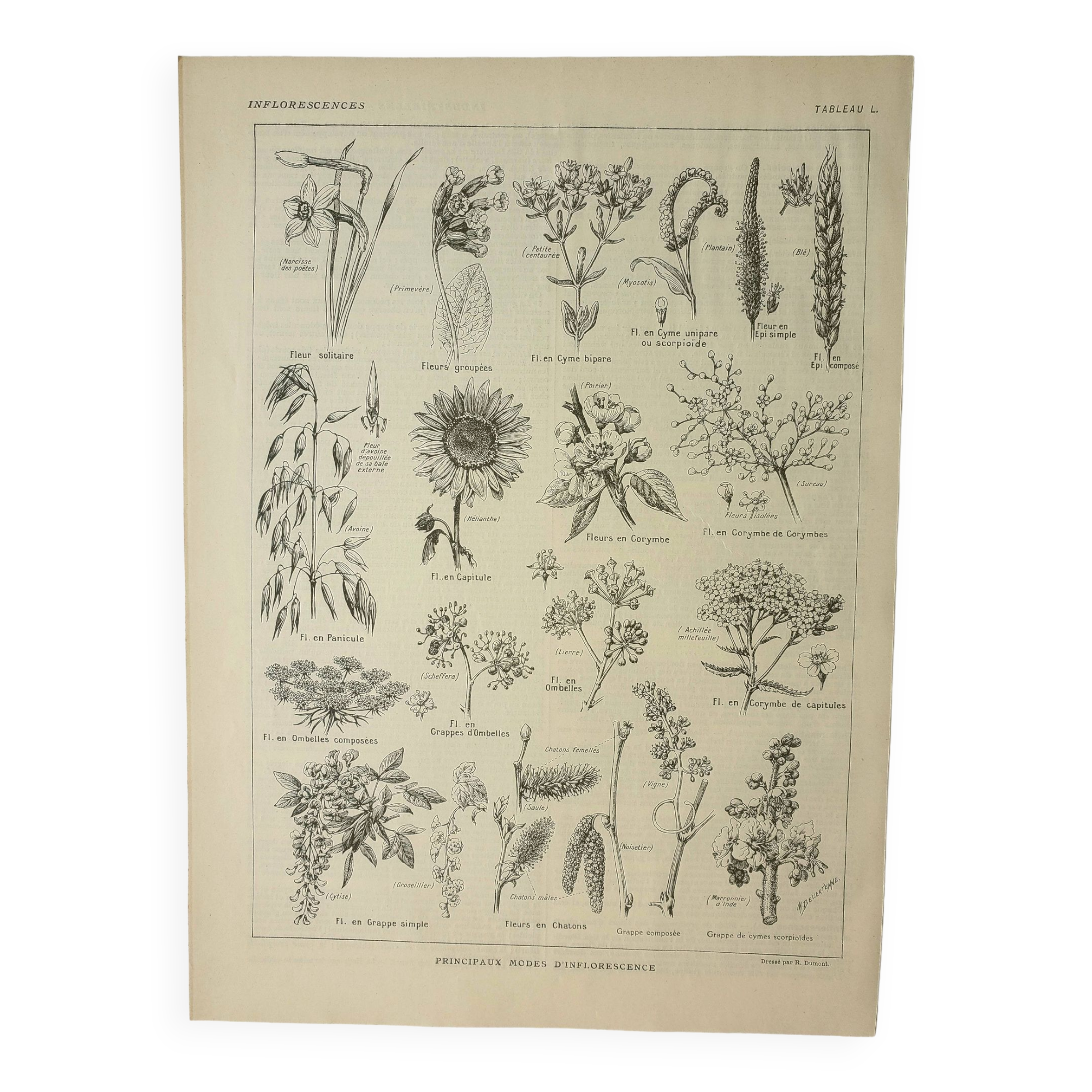 Old engraving 1922, Inflorescences, flowers, plants, flora • Lithograph, Original plate