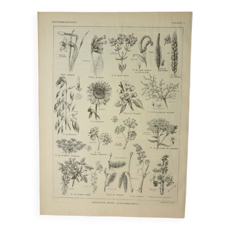 Gravure ancienne 1922, Inflorescences, fleurs, plantes, flore • Lithographie, Planche originale