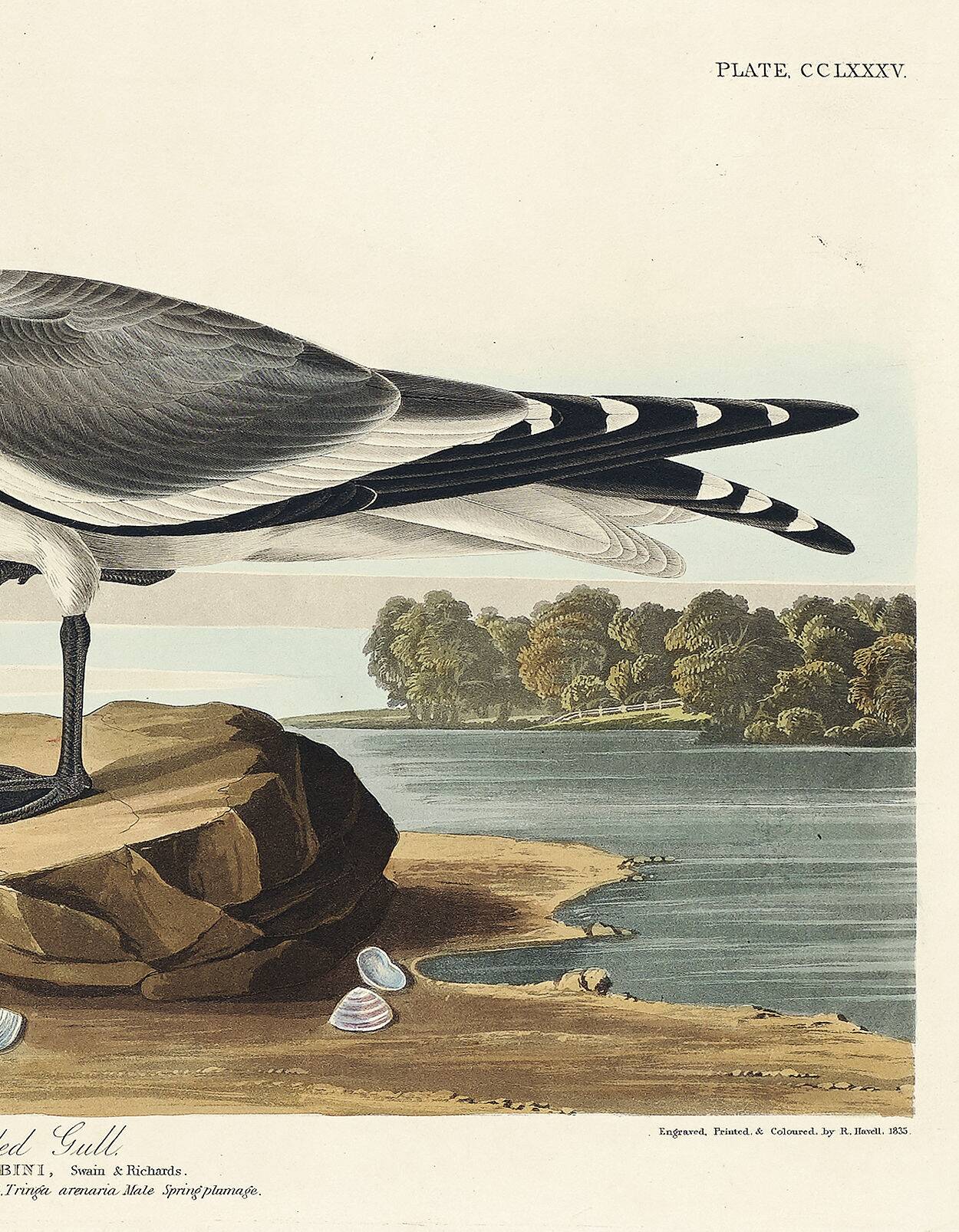 Poster for Sabine's Seagull, based on an old engraving from 1827.