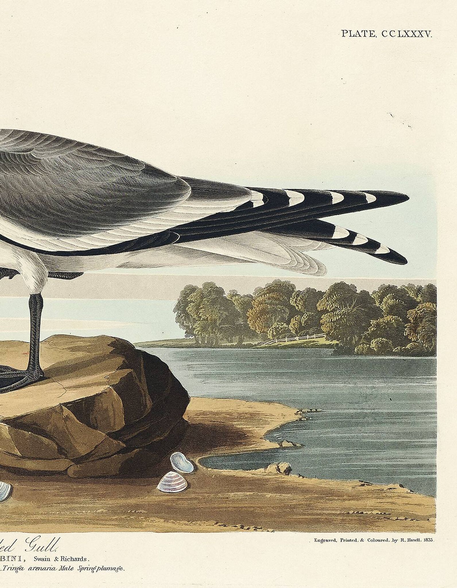 Affiche sur la Mouette de Sabine, d’après une gravure ancienne de 1827.
