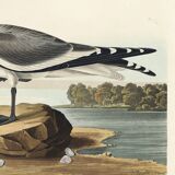 Poster for Sabine's Seagull, based on an old engraving from 1827.