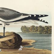 Affiche sur la Mouette de Sabine, d’après une gravure ancienne de 1827.