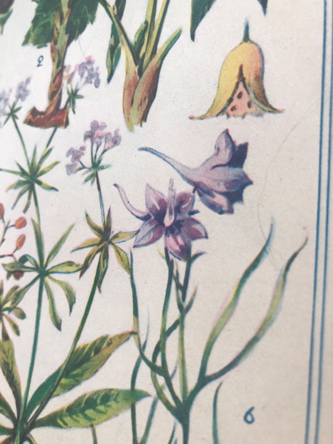 Original vintage VII botanical board