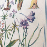 Original vintage VII botanical board